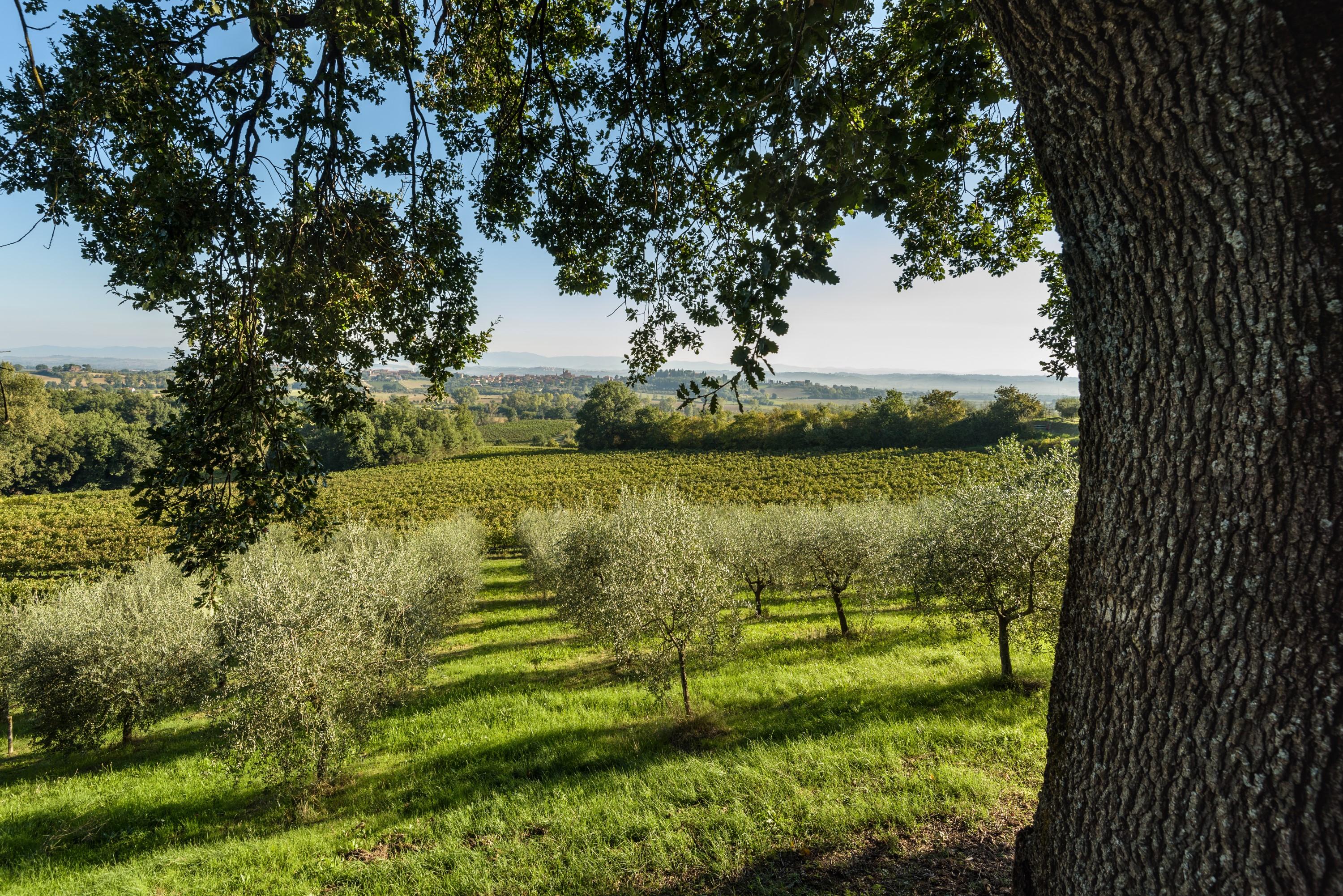 Apartament La Casa Delle Querce Acquaviva  Zewnętrze zdjęcie